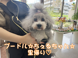 モデル犬の里帰り☆～ちぇるちゃん～